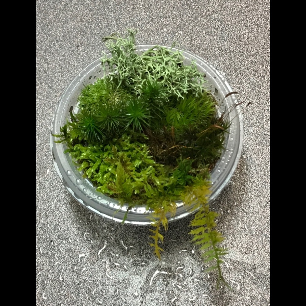 Mini moss kit terrarium fairy garden 3”